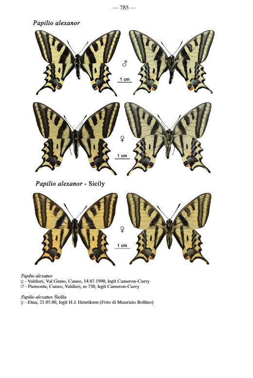 fauna d'italia. lepidoptera papilionoidea