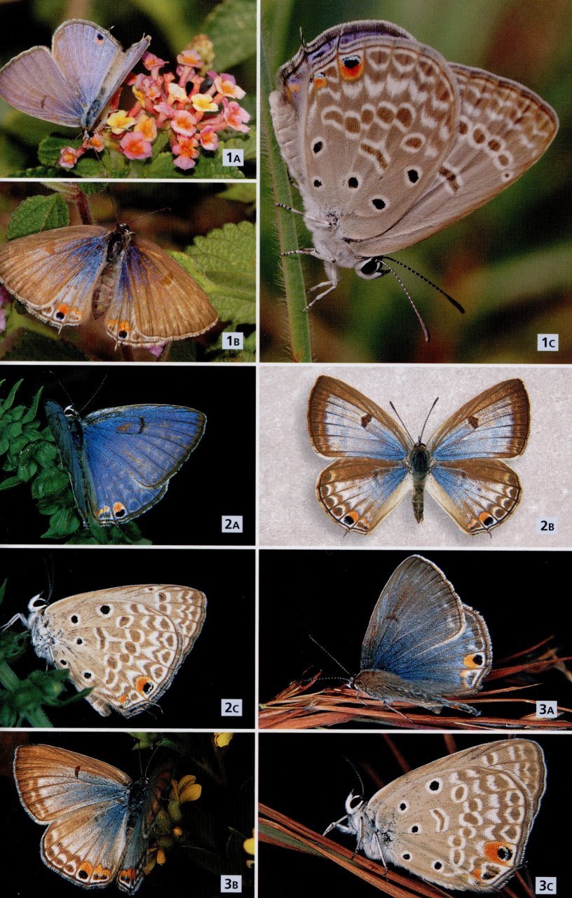 field guide to butterflies of south africa. a field