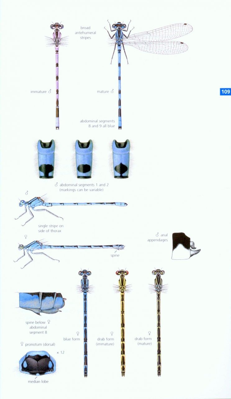 field guide to the dragonflies and damselflies of great britain and ireland