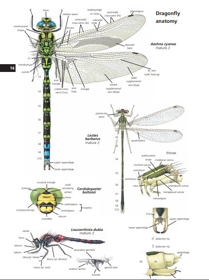 field guide to the dragonflies of britain and europe including western turkey and north-western africa