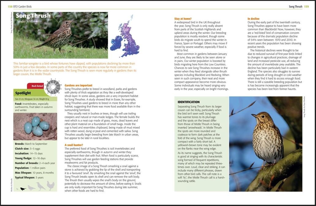 garden birds and other wildlife