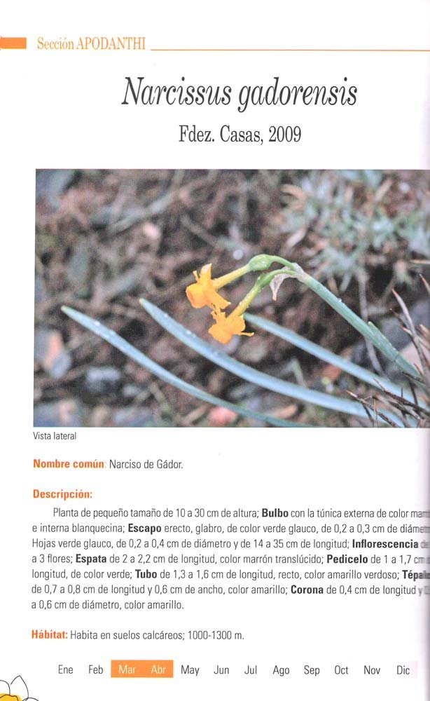 guia de los narcisos silvestres de andalucia