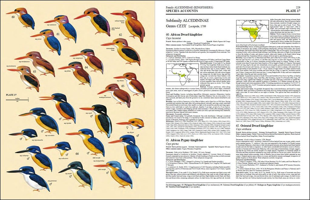 handbook of the birds of the world, vol. 6. mousebirds to hornbills