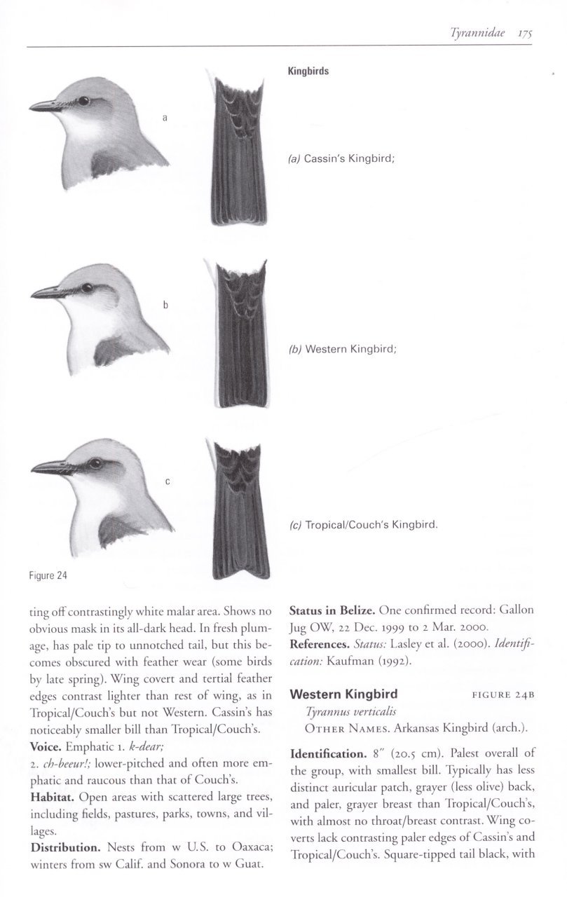 helm field guides. birds of belize