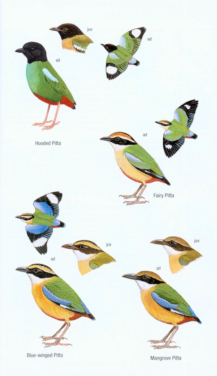 helm field guides. birds of borneo