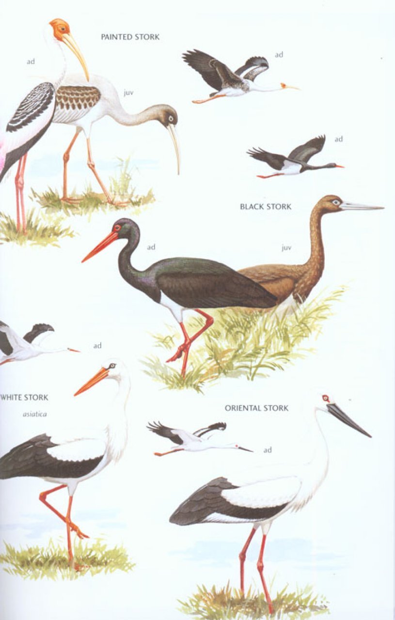helm field guides. birds of east asia
