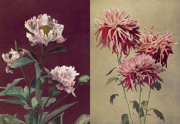 herbaria