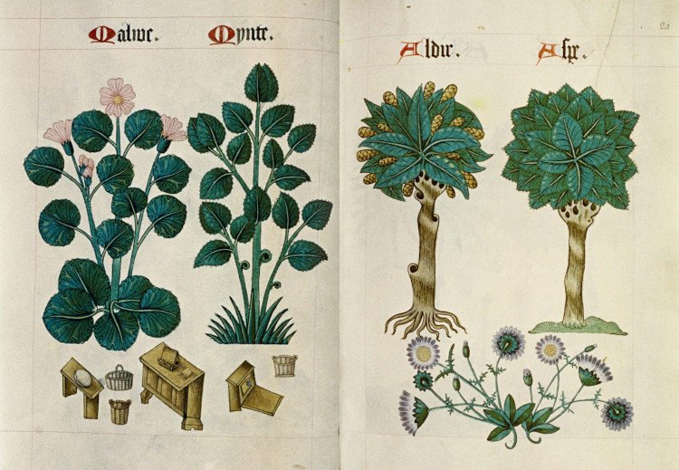 herbaria