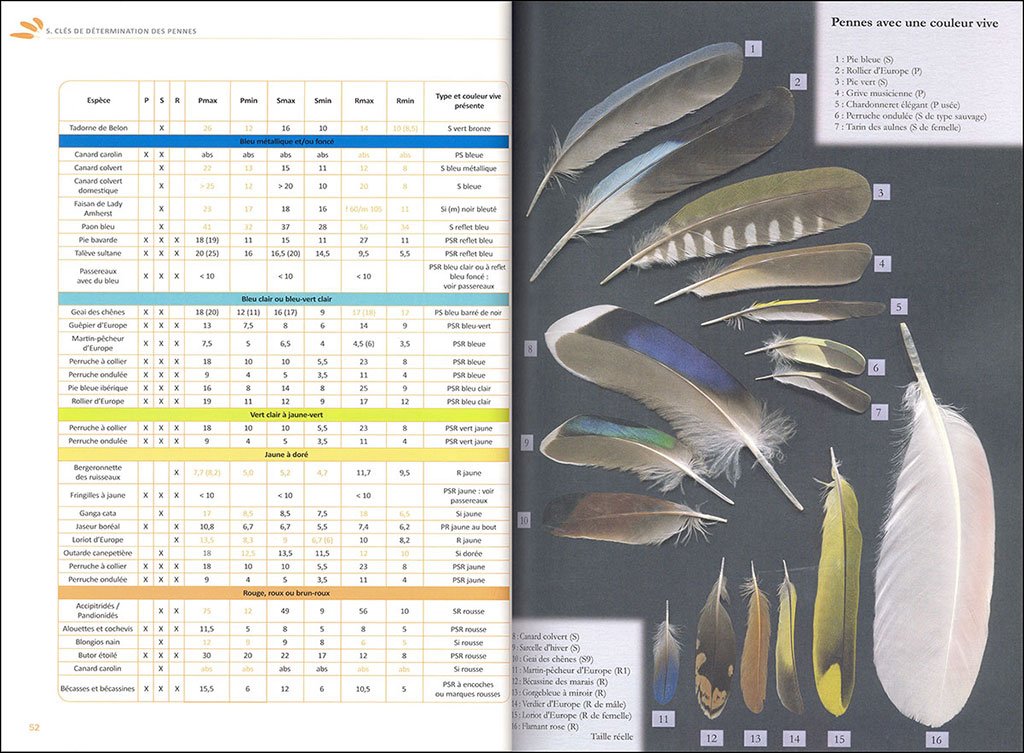 identifier les plumes des oiseaux d'europe occidentale