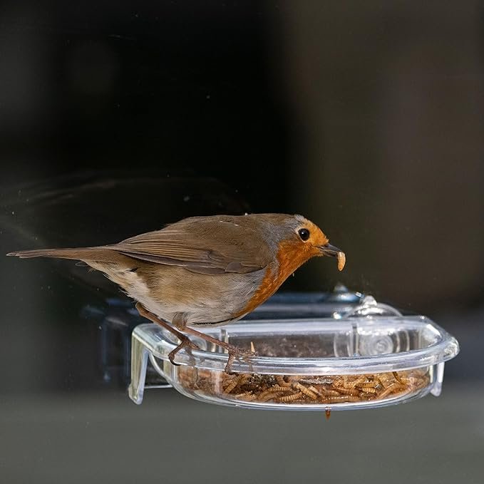 ilr-tt comedero ventana "robins treat tray"