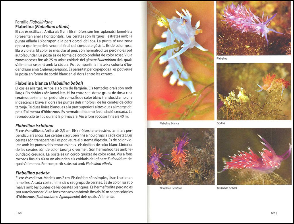la biodiversitat marina d'eivissa