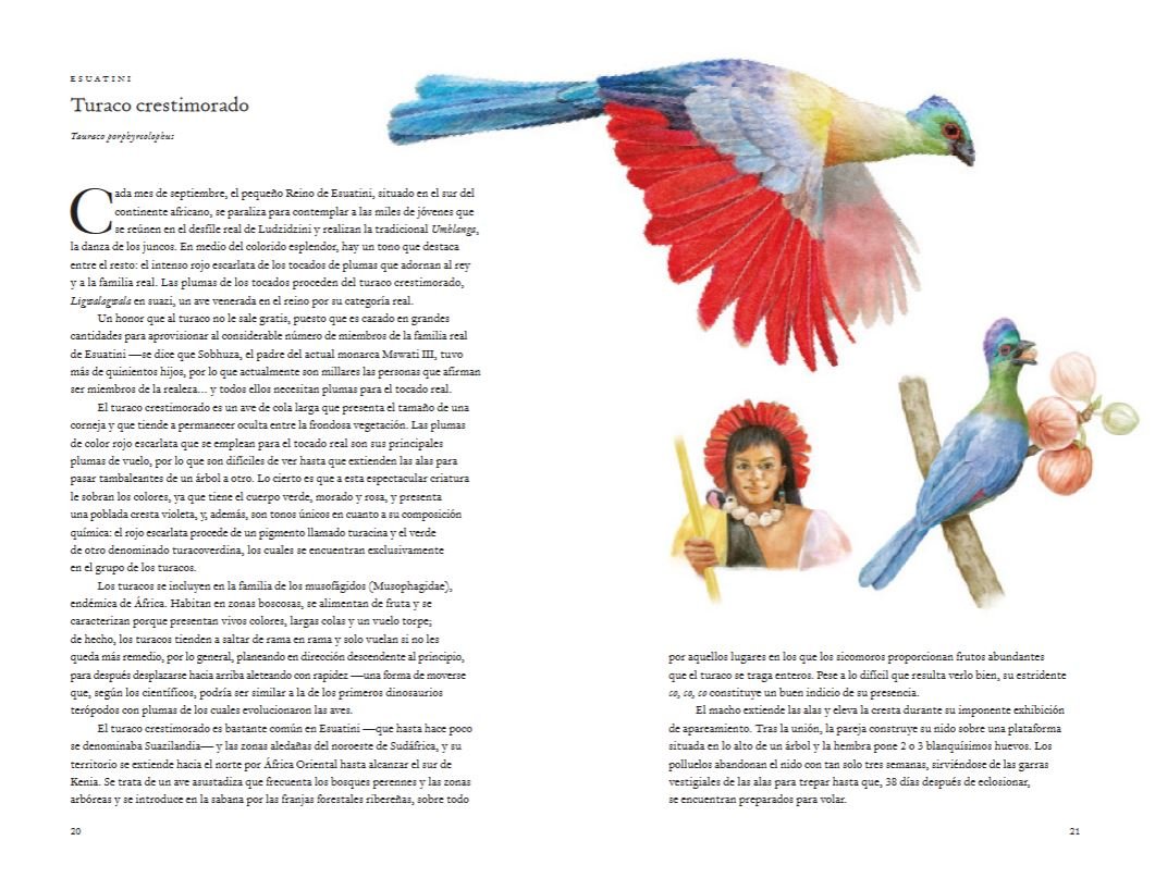 la vuelta al mundo en 80 aves