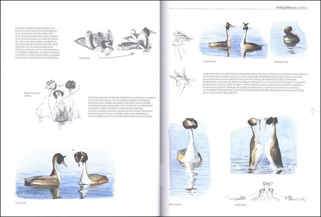 le comportement des oiseaux d'europe