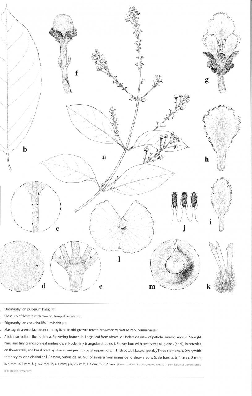 lianas of the guianas