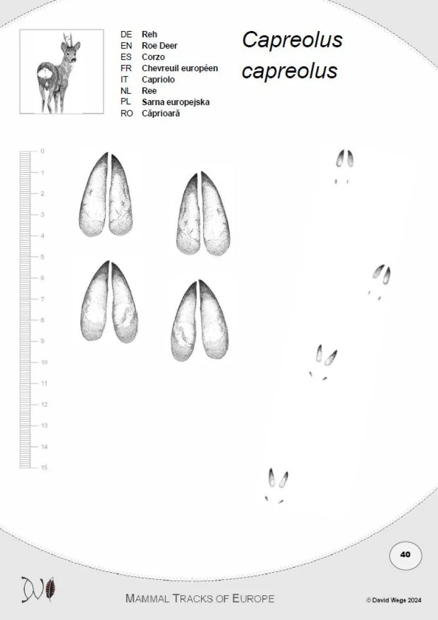mammal tracks of europe: a field guide to the tracks and trails of european mammals