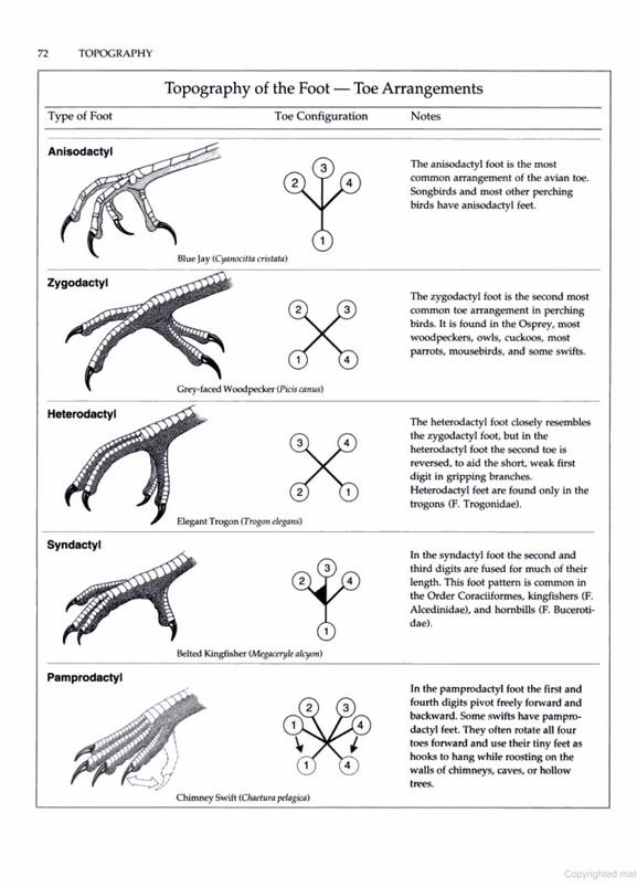 manual of ornithology: avian structure and function