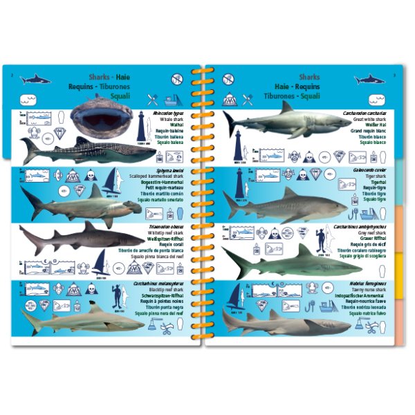 marine pictolife. indian ocean and red sea