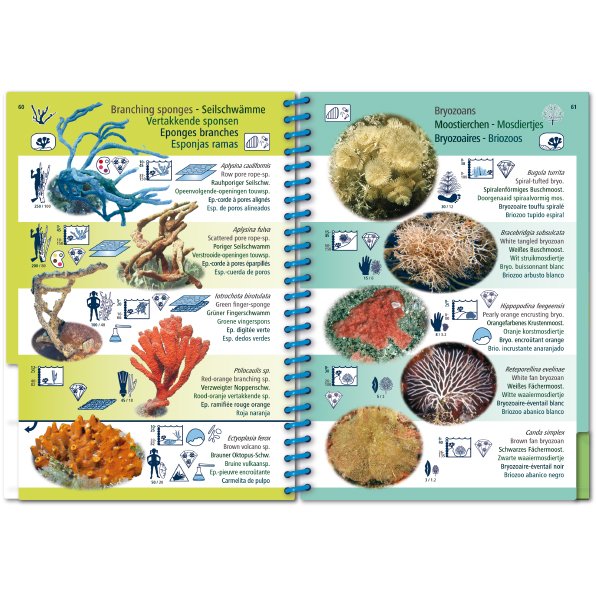 marine pictolife. western tropical atlantic