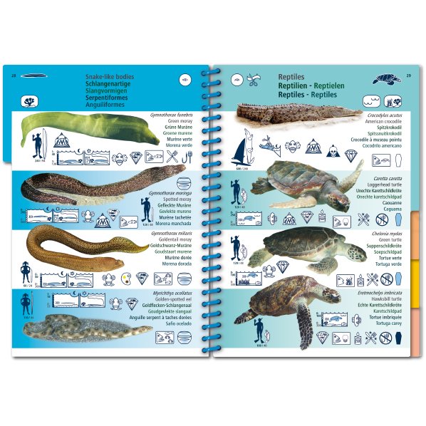 marine pictolife. western tropical atlantic