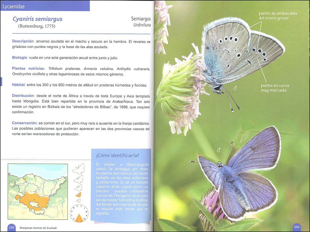 mariposas diurnas de euskadi