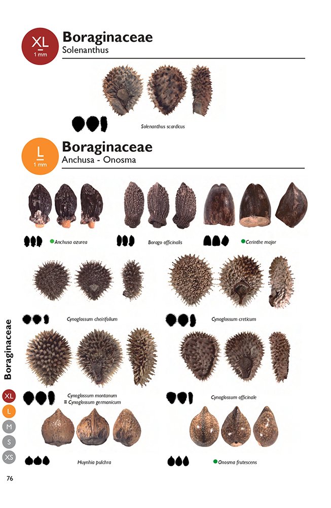 maris nostri novus atlas: seeds and fruits from the mediterranean basin