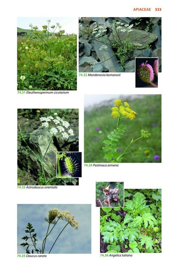 mountain flowers and trees of caucasia