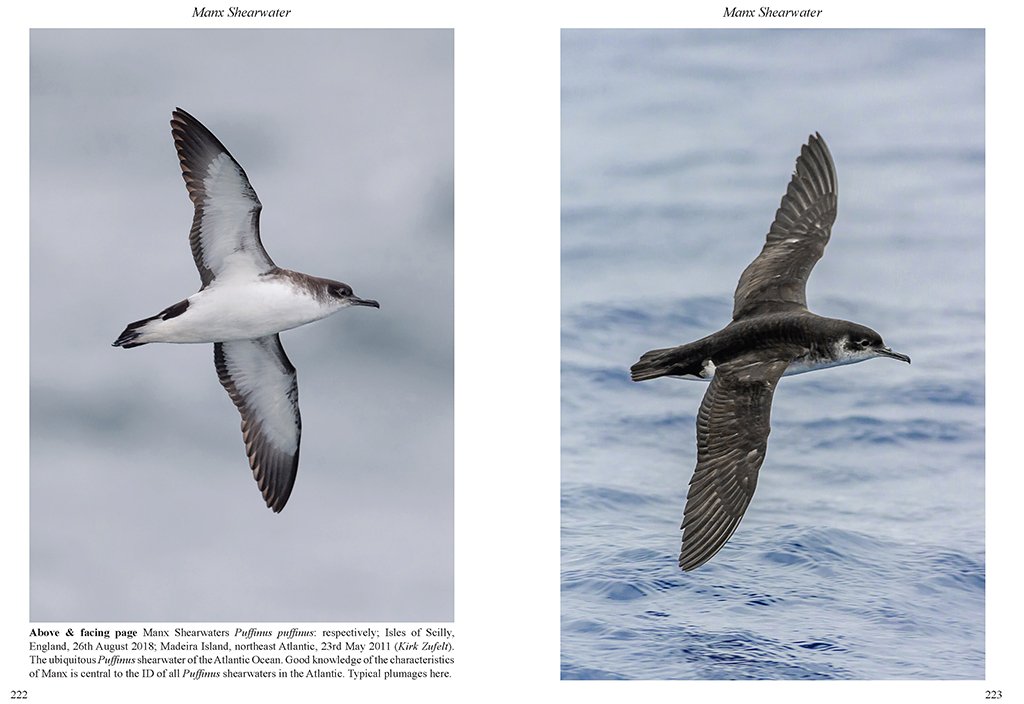multimedia identification guide to north atlantic seabirds. shearwaters. jouanin's & white-chinned petrels