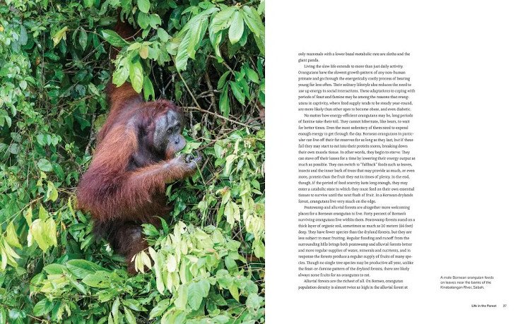 orangutans. their history, natural history and conservation