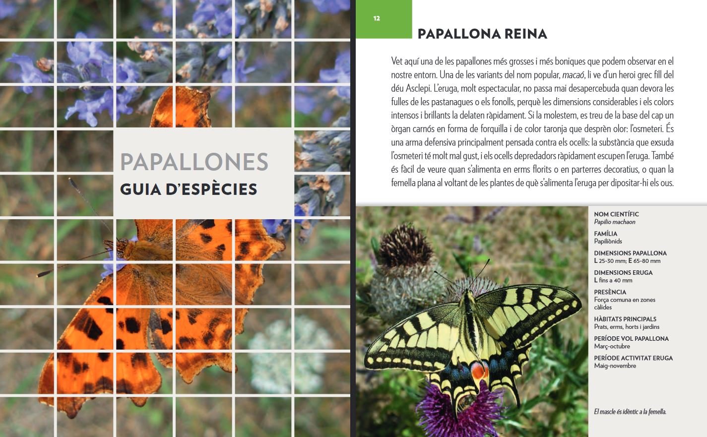 papallones. una guia + un quadern de camp