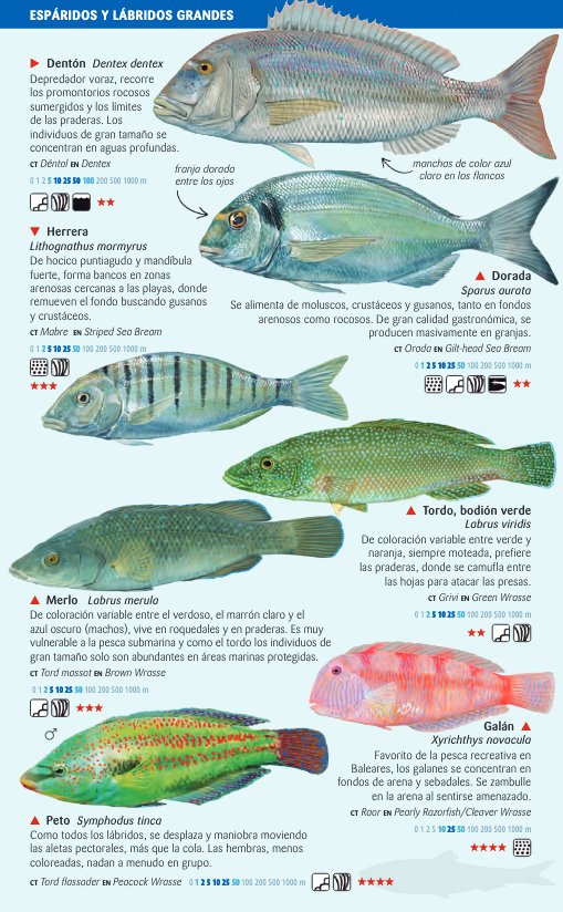 peces costeros del mar balear. miniguia de mar