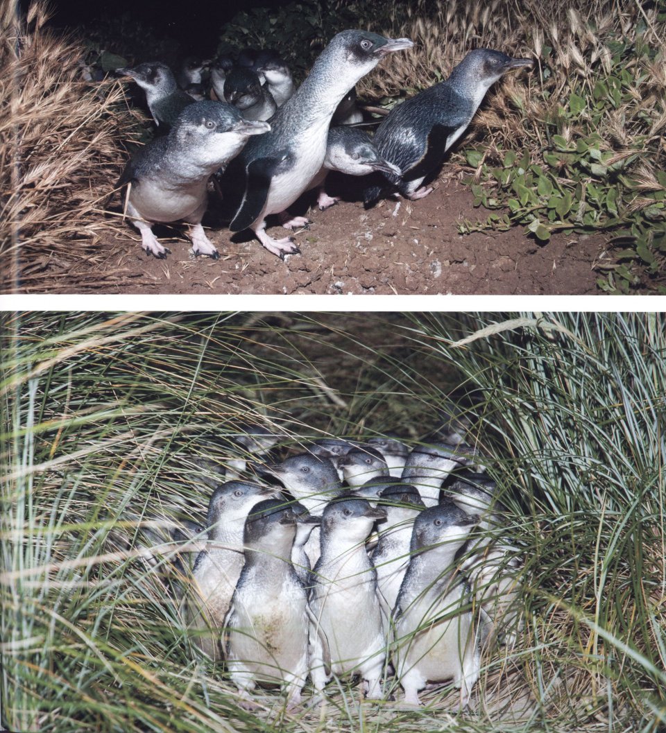penguins. their world, their ways