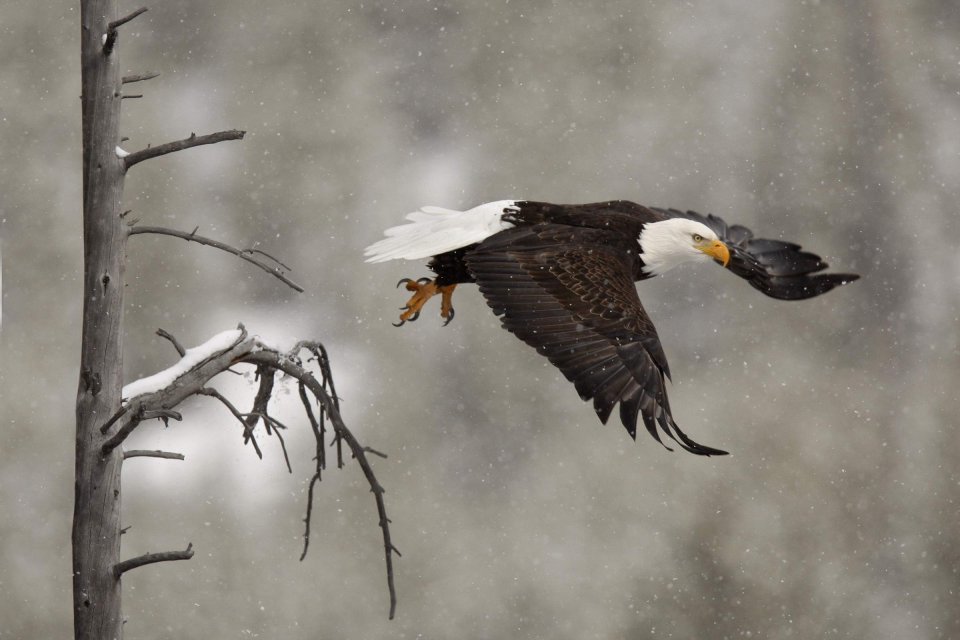 photographing birds of prey. the art of identifying & documenting raptors