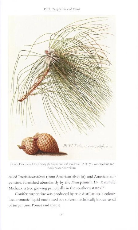 pine