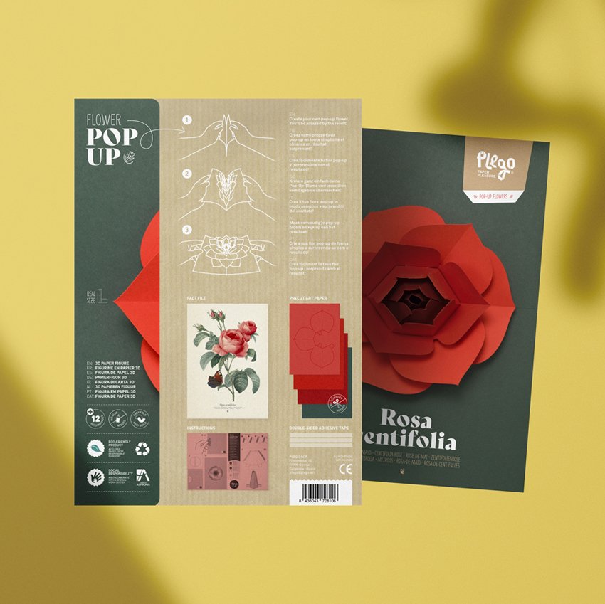 plego pop up rosa centifolia (rosa)
