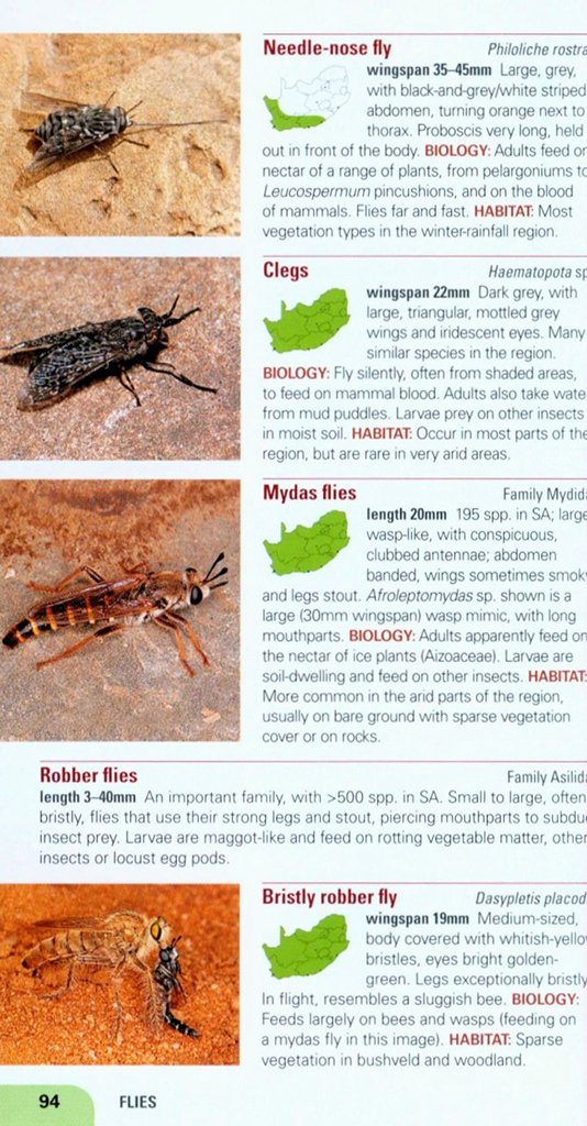 pocket guide insects of south africa