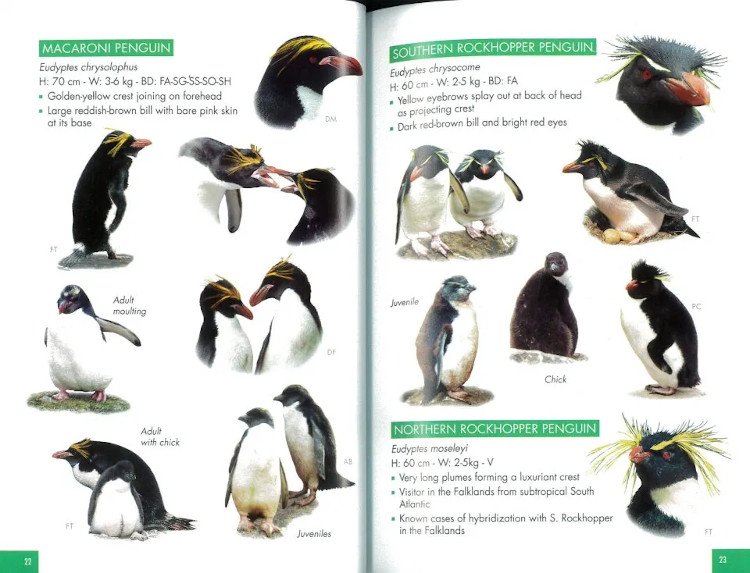 pocket guide to birds of the antartic peninsula, south georgia and the falkland island