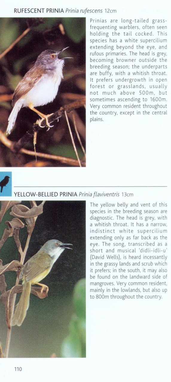 pocket photo guide to the birds of thailand