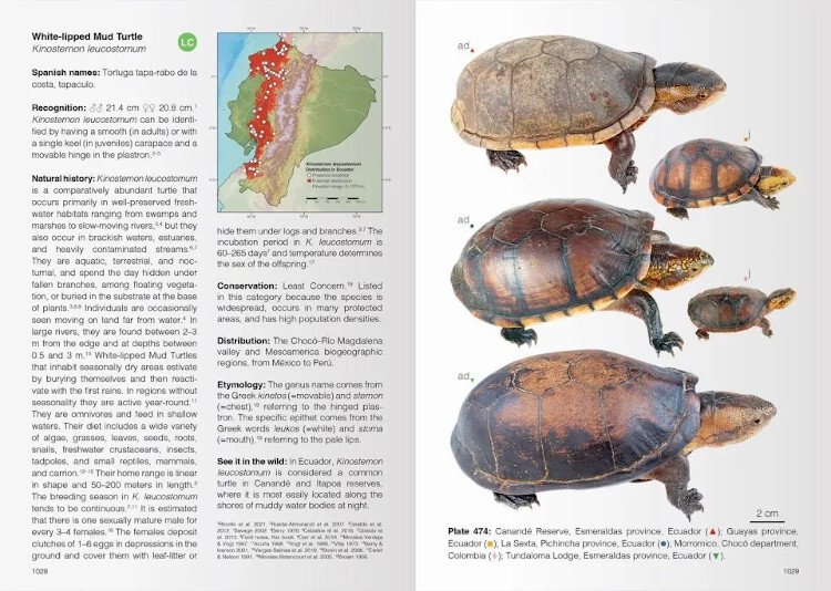 reptiles of ecuador. life in the middle of the world