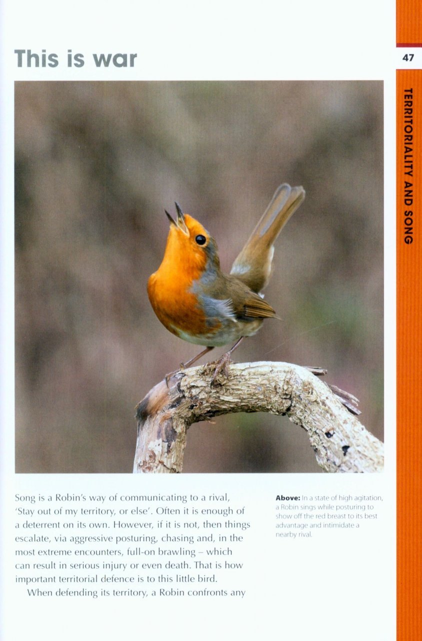 rspb spotlight: robins