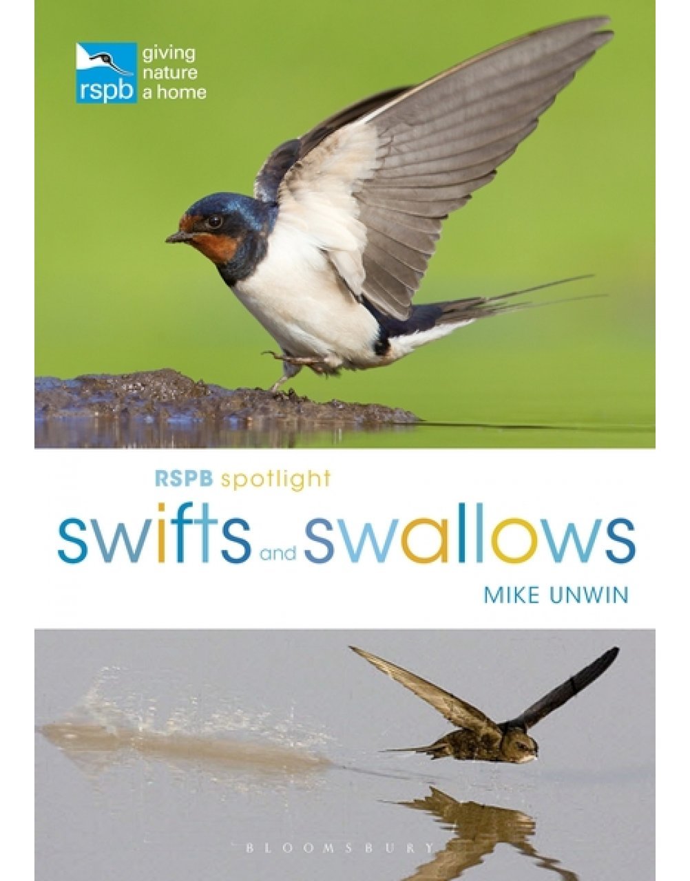 rspb spotlight: swifts and swallows