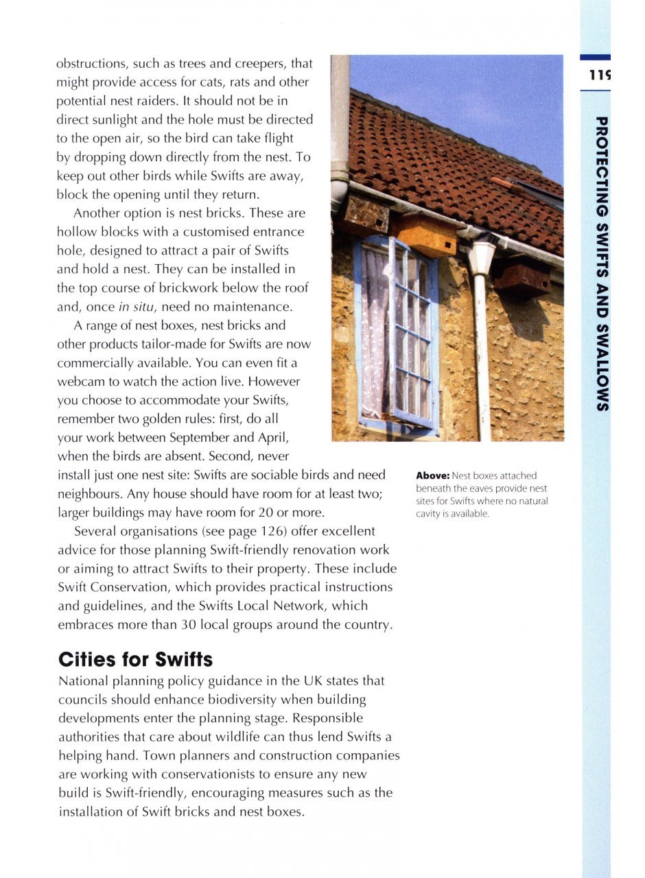 rspb spotlight: swifts and swallows