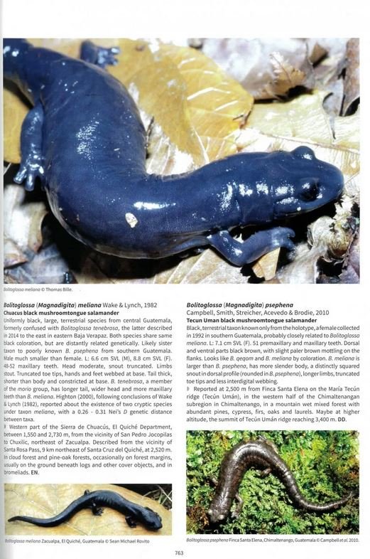 salamanders & newts of the world
