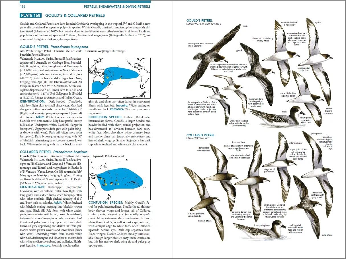 seabirds. the new identification guide