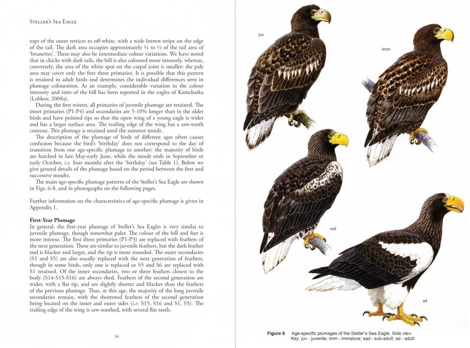 steller's sea eagle