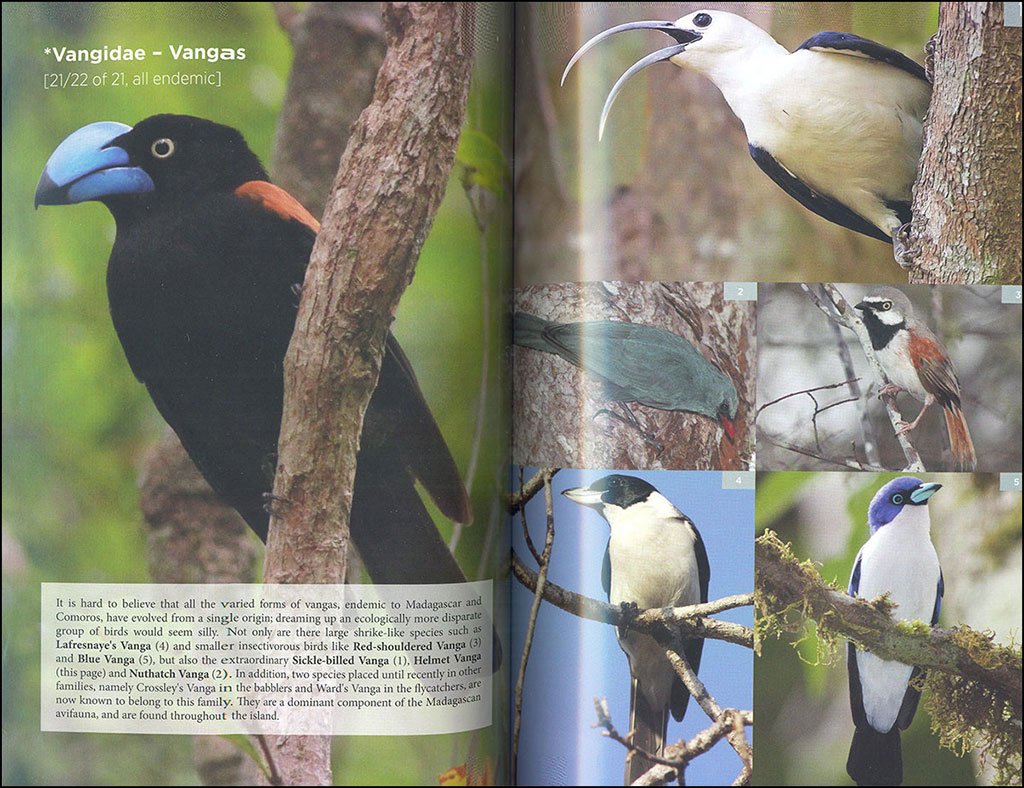 the birder's guide to africa