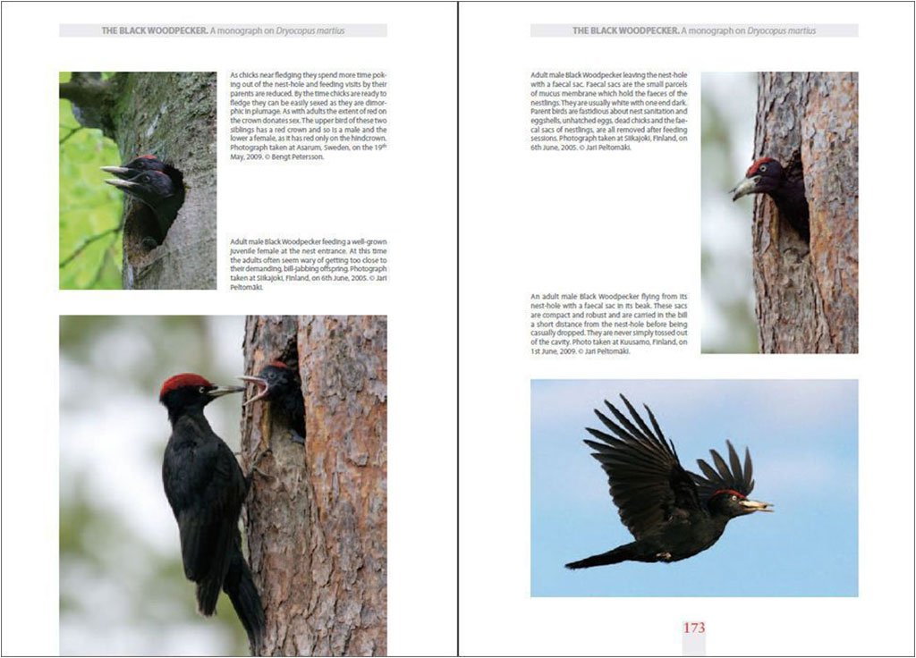 the black woodpecker