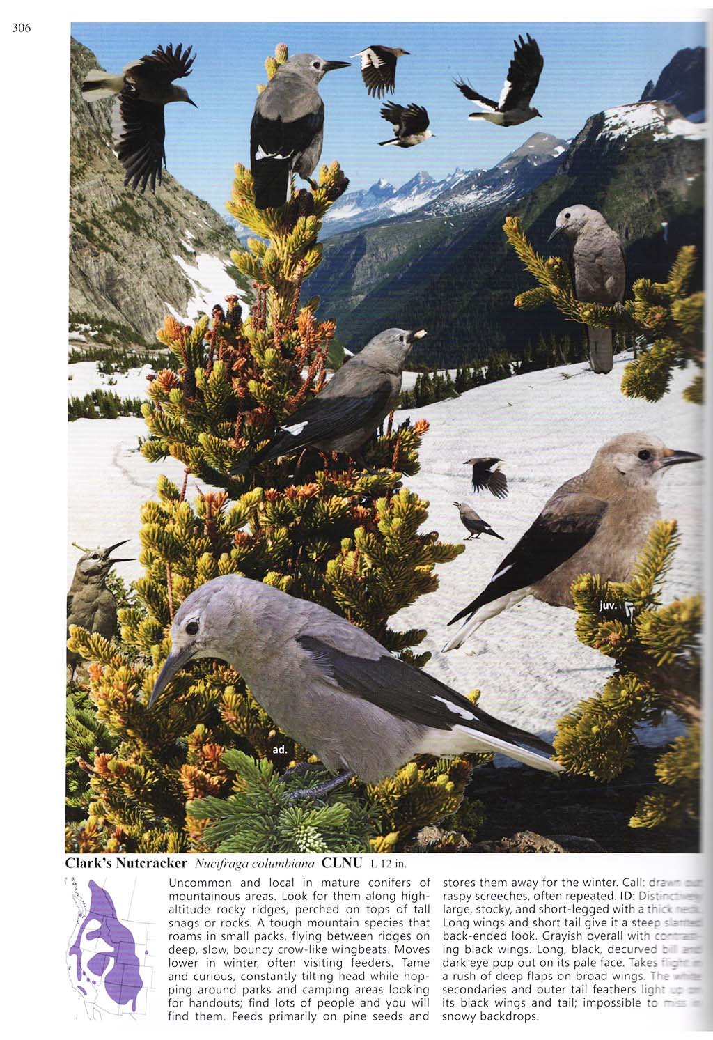 the crossley id guide : western birds