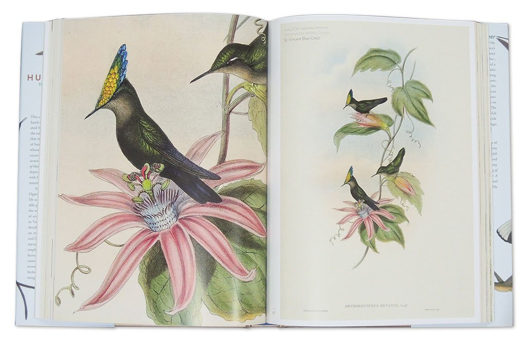 the family of hummingbirds