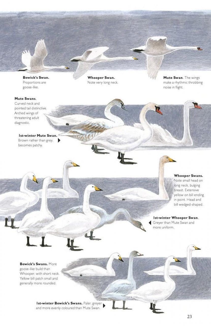 the helm guide to bird identification. an in-depth look at the confusion species