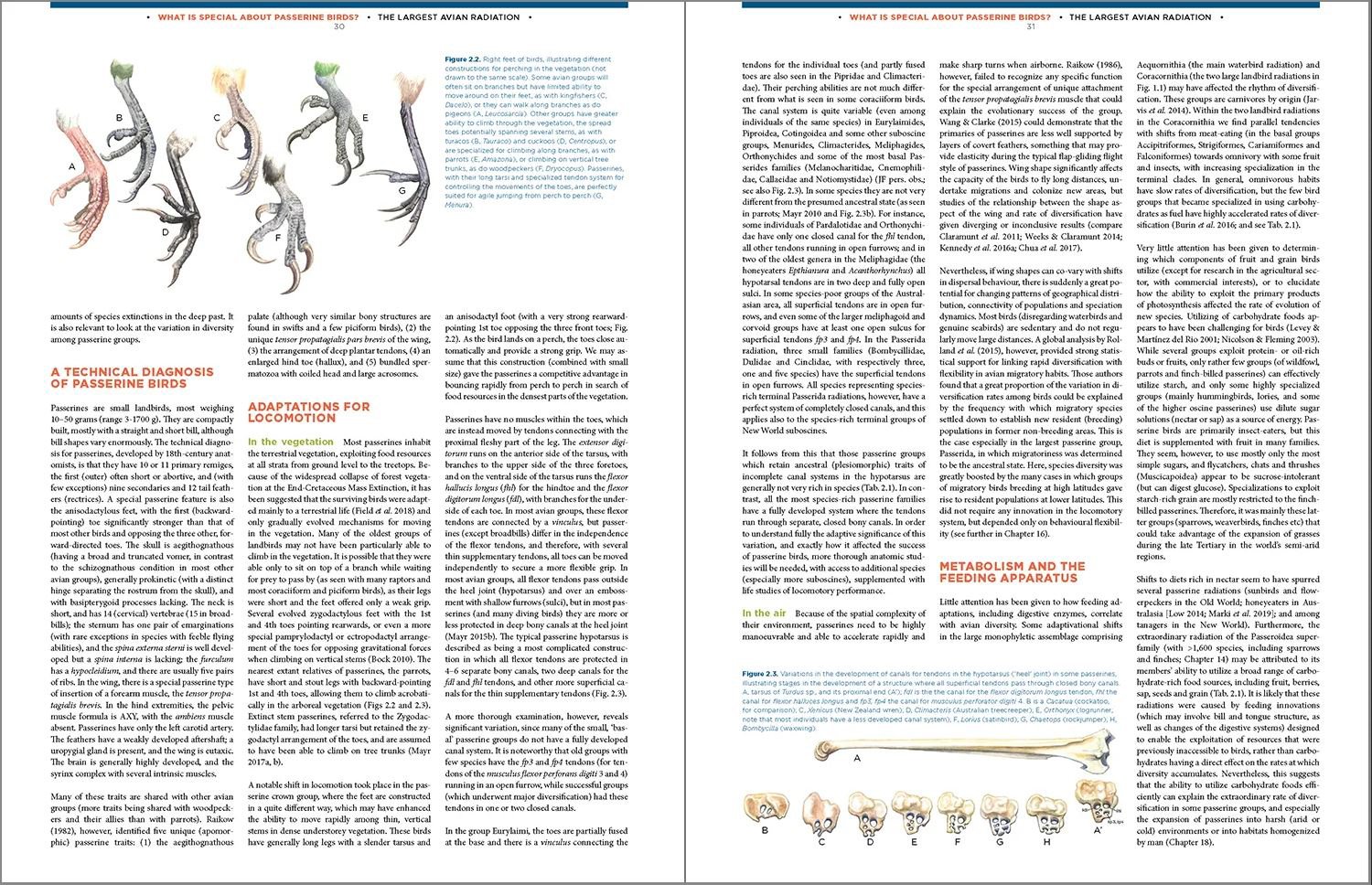 the largest avian radiation. the evolution of perching birds, or the order passeriformes